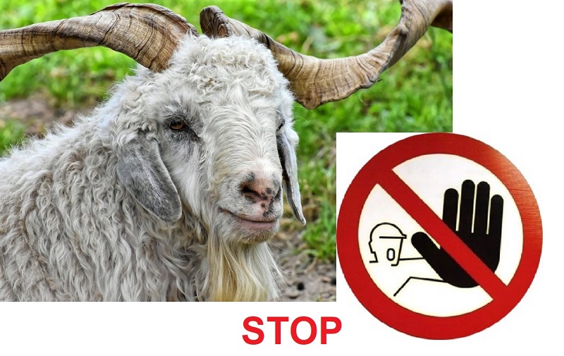 STOP MALTRATTAMENTO ANIMALI 